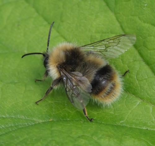 Réf. 232 940 : Bombus pratorum